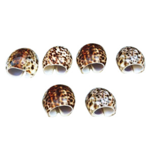 Food: Set of 6 Tiger  Cowrie Shell Napkin Rings