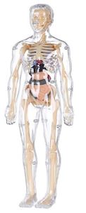 For The Kids: Transparent Human Anatomy Model