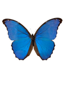 The Cool Kid: Giant Blue Morpho Butterfly