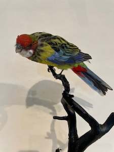 Antoinette Ratcliffe: Mounted Eastern Rosella no.2 - Antoinette Ratcliffe