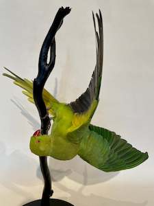 Antoinette Ratcliffe: Ringneck Parakeet-Acrobatic Pose - Antoinette Ratcliffe