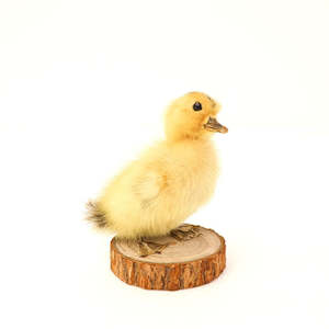 Taxidermy: Taxidermy Peking Duckling - Mounted