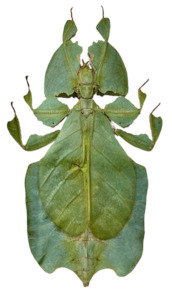 Taxidermy: Framed  Giant Leaf Insect