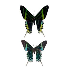 Pair of Framed Peacock Moths