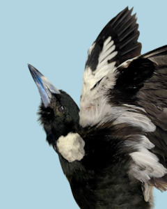 Magpie Taxidermy with Full Wingspan by Antoinette Ratcliffe