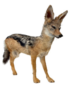 Jackal #2 Taxidermy