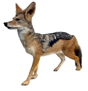 Jackal #1 Taxidermy