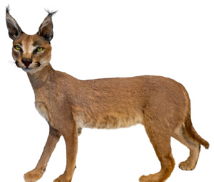 Caracal #1 Full Body Mount Taxidermy