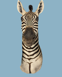 Zebra Bust #2 Taxidermy