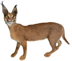 Caracal #2 Full Body Mount Taxidermy
