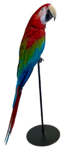 Large African Macaw Taxidermy