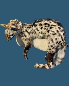 Cape Genet Taxidermy
