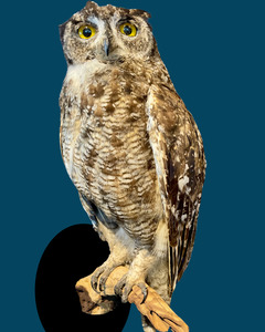 Adult Eagle Owl-Wall Mounted