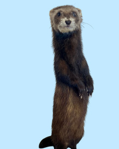 Standing Ferret-C