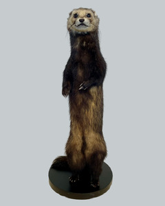 Standing Ferret-A