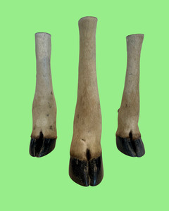Hartebeest -Large Antelope Hooves