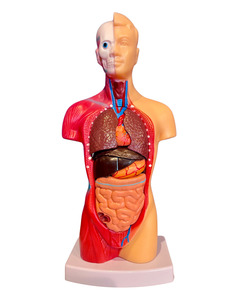 Human Torso Anatomy Model