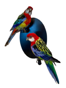 Taxidermy: Mounted Taxidermy Rosella Pair