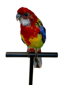 Taxidermy: Mounted Taxidermy Rosella 2
