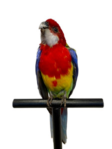 Mounted Taxidermy Rosella 1