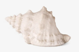 Conch Shell Decorative Light Up