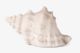 Conch Shell Decorative Light Up