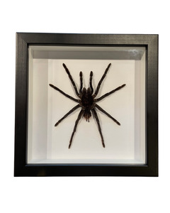 Taxidermy: Goliath Tarantula