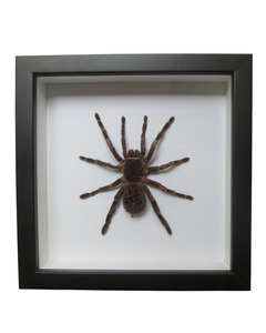 Taxidermy: Brazilian Rusty Birdeater Tarantula