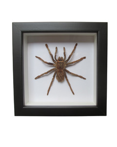 Taxidermy: Bolivian Whiteknee Spider