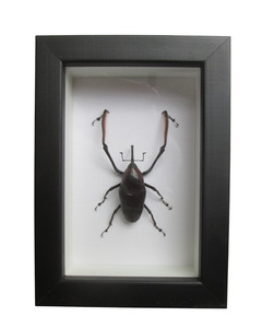 Taxidermy: Giant Bamboo Weevil Framed Taxidermy