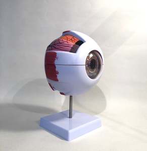 Giant Eyeball Model