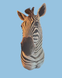 Zebra Bust #3 Taxidermy