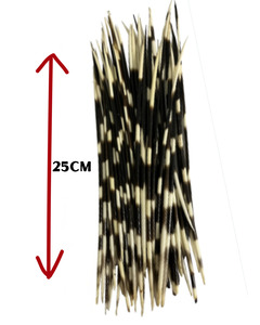 Taxidermy: African Porcupine Quills-Large