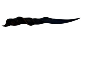 Taxidermy: Southern Eland Horns