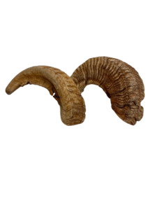 Taxidermy: Merino Sheep Horns