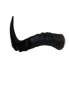 Taxidermy: Red Hartebeest Horns