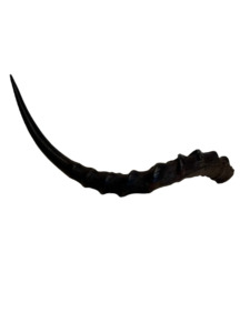 Taxidermy: Impala Horns