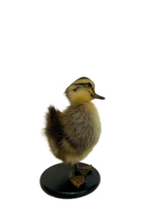 Taxidermy: Taxidermy-Black Muscovy Ducklings