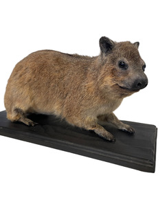 African Cape Rock Hyrax Taxidermy