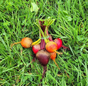 Beetroot Bunch (Red) - Lux