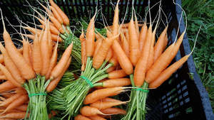 Lux Excluding Seedlings: Carrots bunch (mixed colour) - Lux