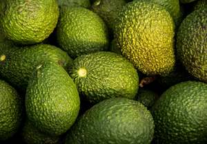 Products: Avocado - Coney's Orchard