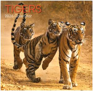 2026 Wall Calendar - Tigers