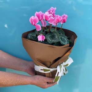 pot plants: Mother's Day Pot Plants