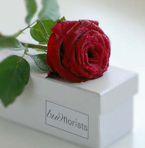 All Flowers: Single Red Rose - boxed | Valentines Day