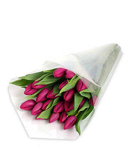 All Flowers: Pink Tulip Bouquet — Fresh Pink Tulips Upper Hutt | Bud Florists