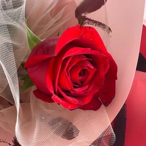 Anniversary Flowers Wellington: Single Red Rose - Same Day Delivery Upper Hutt