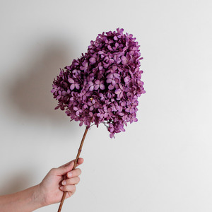 Preserved Hydrangeas: Limelight  PURPLE | Large