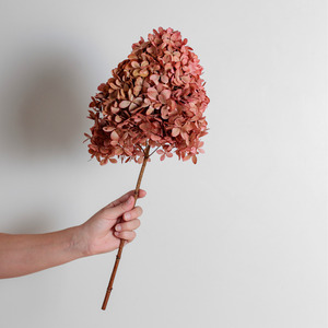 Preserved Hydrangeas: Limelight BLUSH | Large