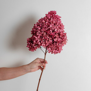 Preserved Hydrangeas: Limelight ROSE PINK | Large